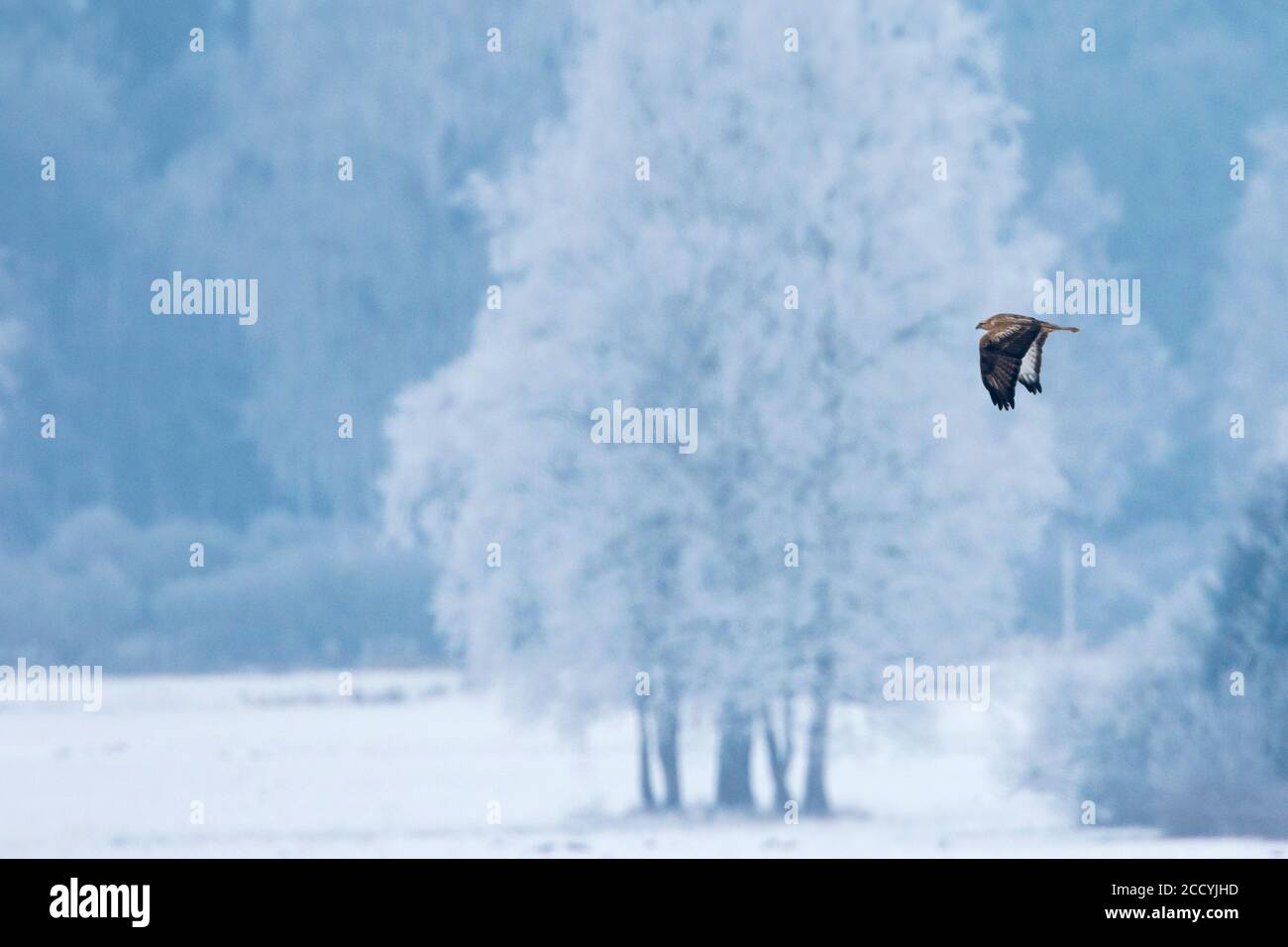 Long-legged Buzzard (Buteo rufinus rufinus), Germany, adult wintering in snow covered landscape. Stock Photo