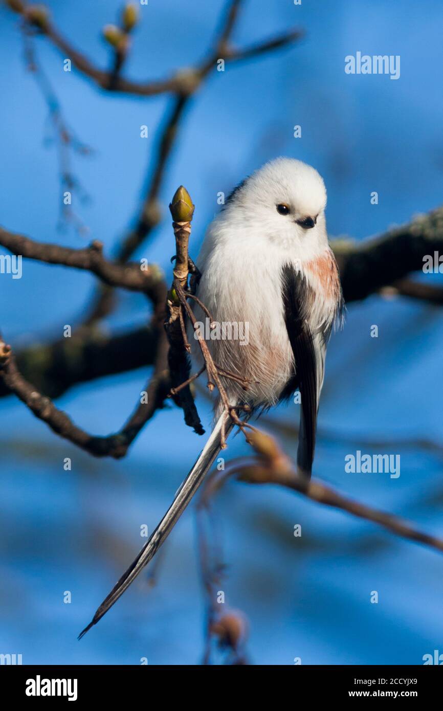 Northern Long-tailed Tit (Aegithalos caudatus caudatus) hanging on a twig in Germany. Stock Photo
