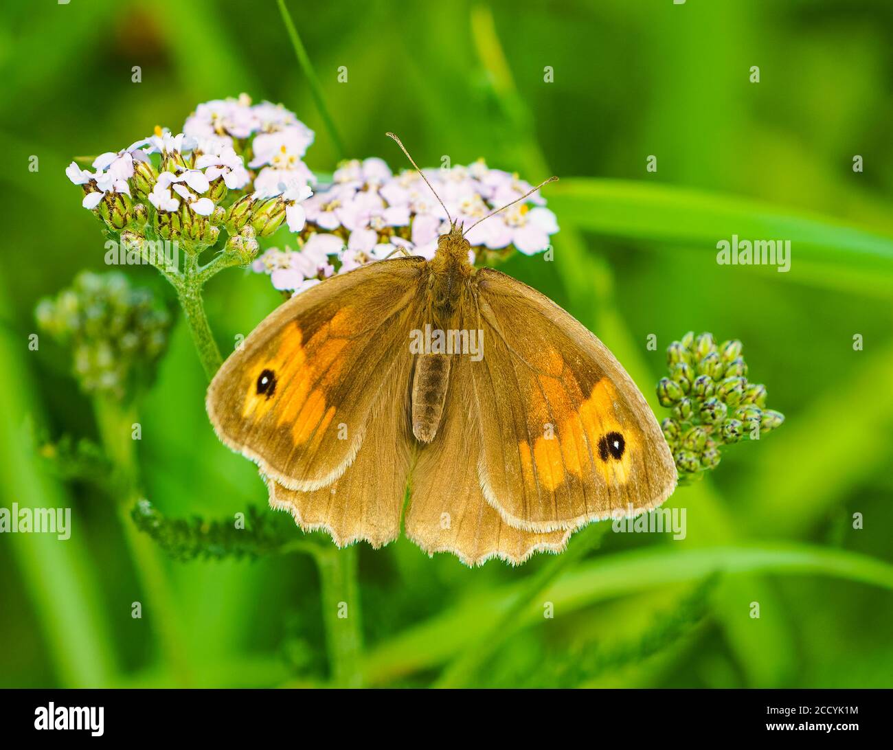 Butterfly on Flower Stock Photo