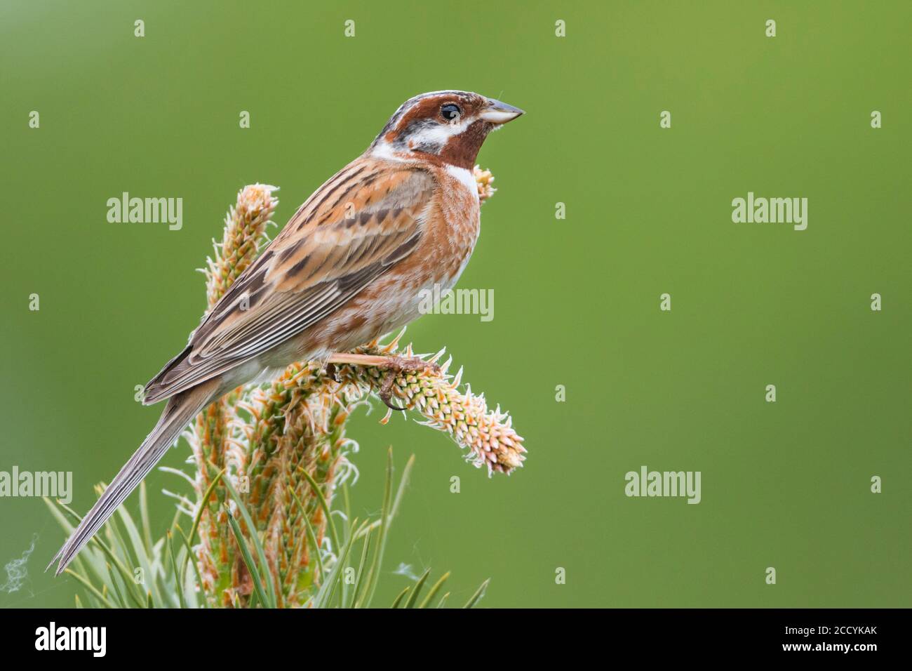 Adult male Pine Bunting (Emberiza leucocephalos leucocephalos) perched in a tree near lake Baikal in Russia. Perfect pose seen from the side. Stock Photo