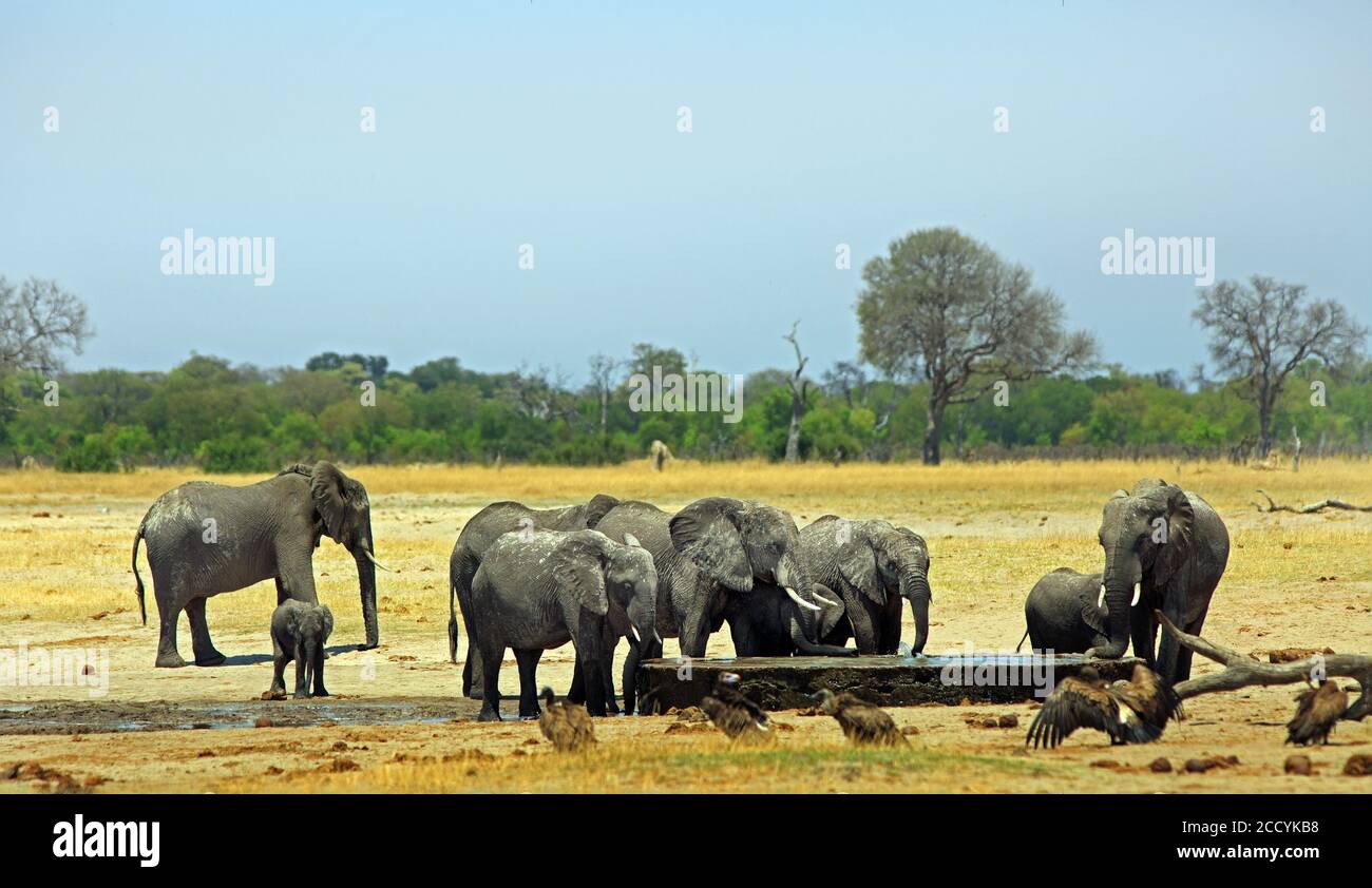 Herd of elephants on the African Plains drinking from a manmade waterhole with a natural bushveld background and a pale blue sky. Hwange National Park Stock Photo