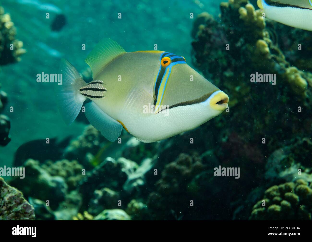 Picasso Triggerfish, Rhinecanthus Assasi, on coral reef in the red sea