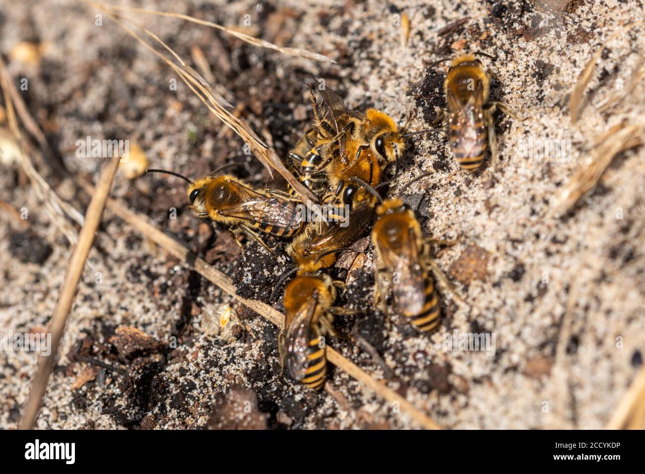 Ivy bees (Colletes hederae) in a mating cluster on a sandy heath in Surrey, UK Stock Photo