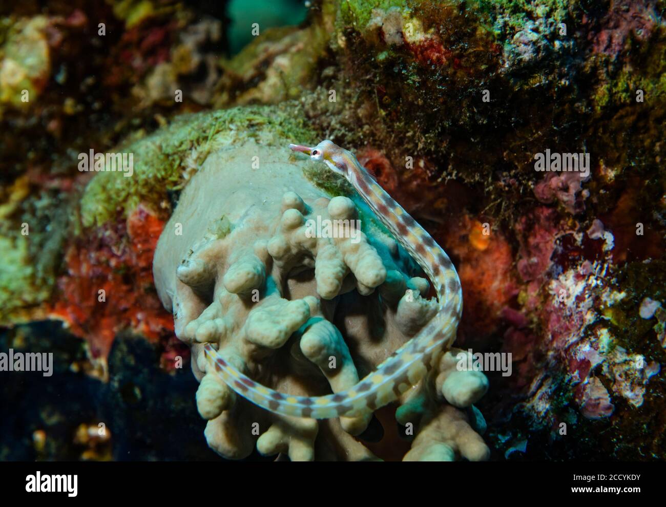 Network Pipefish, Corythoichthys flavofasciatus, lying on sponge, Marsa Alam, Red sea, Egypt Stock Photo