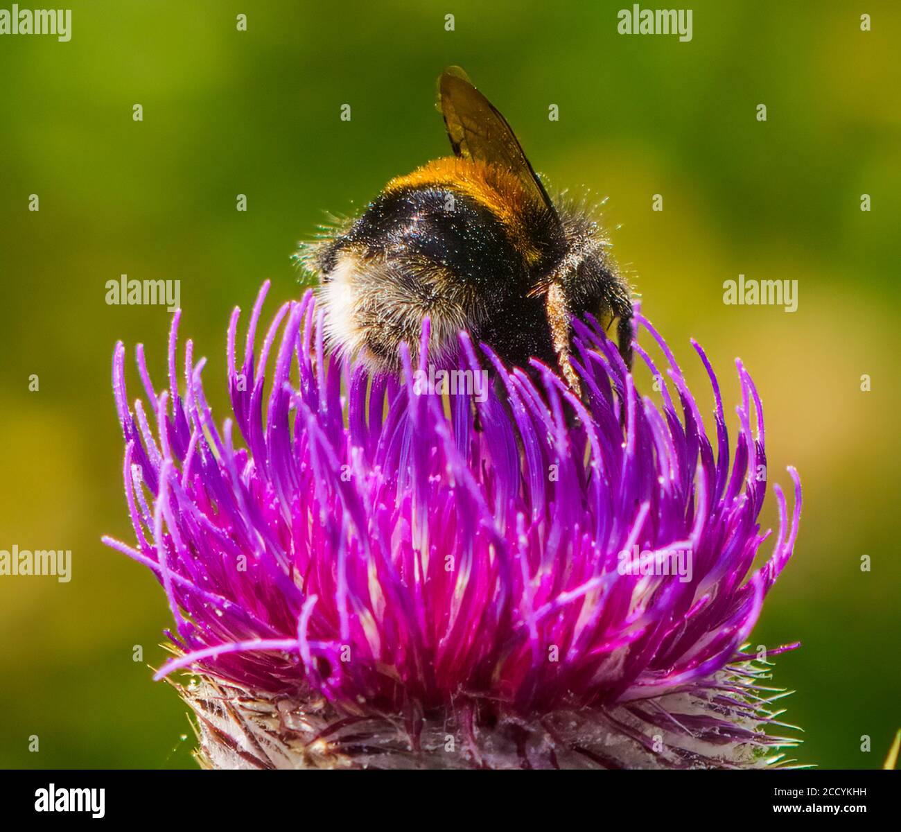 Bumblebee Stock Photo