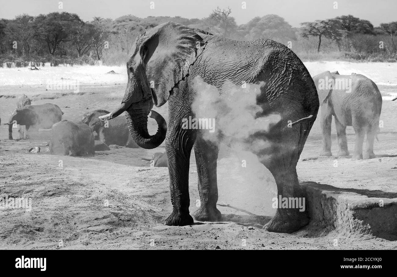 Black & White Image of a large elephant spraying dust over its bak to keep cool.  Hwange National Park, Zimbabwe Stock Photo