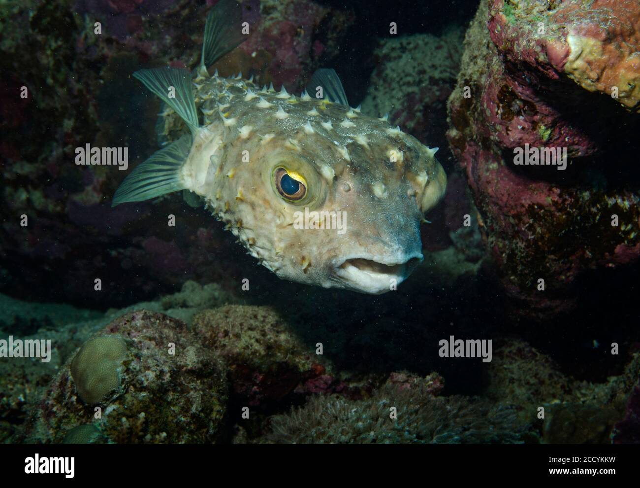 Yellow spotted burrfish, Cyclichthys spilostylus, on coral reef, Marsa Alam, Red sea, Egypt Stock Photo
