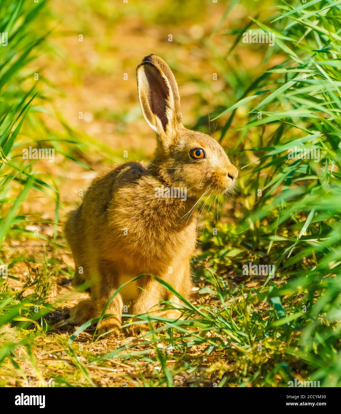 Hare on Walkabouts in Cotswolds Stock Photo