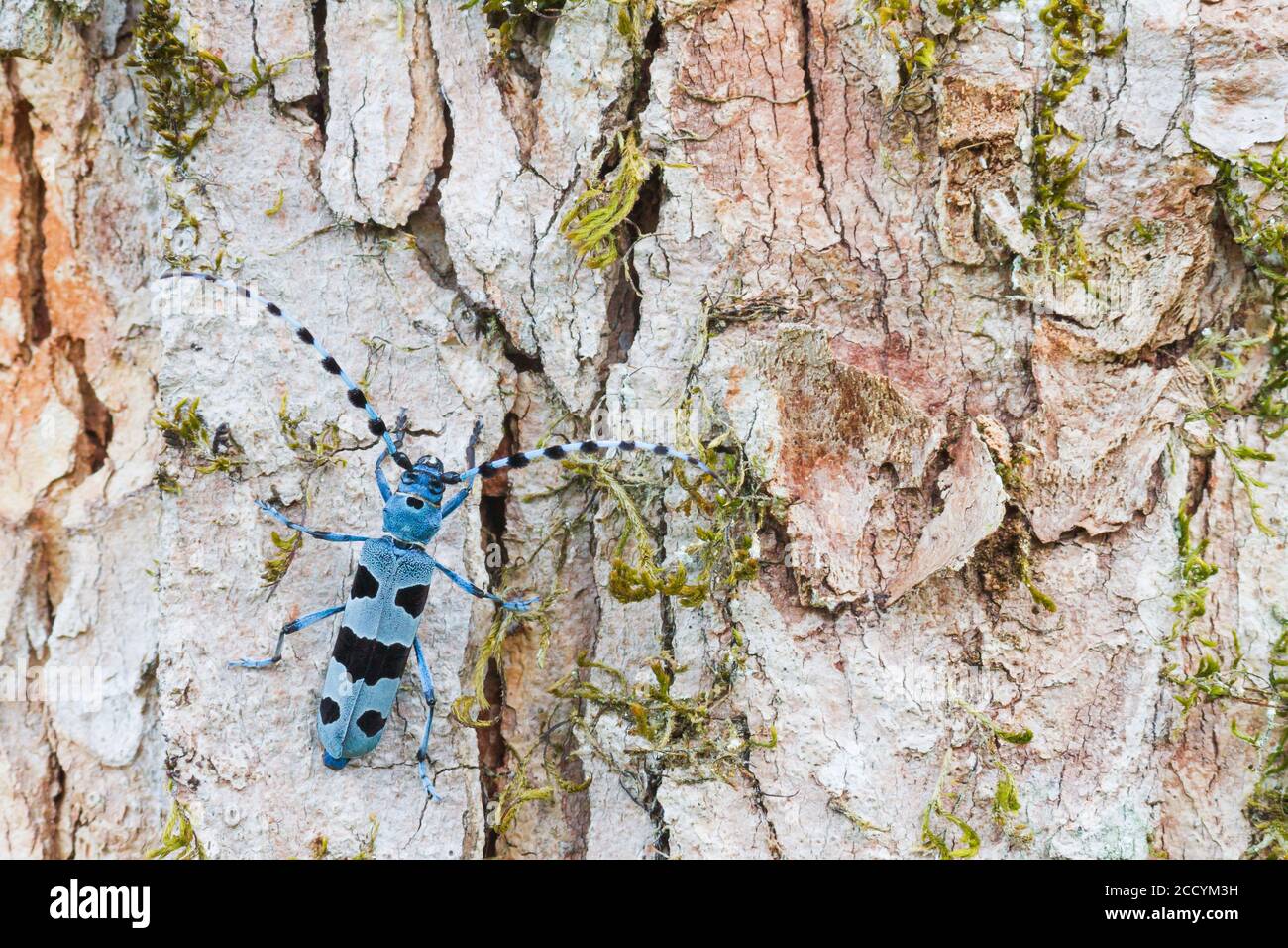 Alpine Longhorn Beetle (Rosalia alpina) sitting on the trunc of a tree in a woodland in Bavaria, Germany. Stock Photo