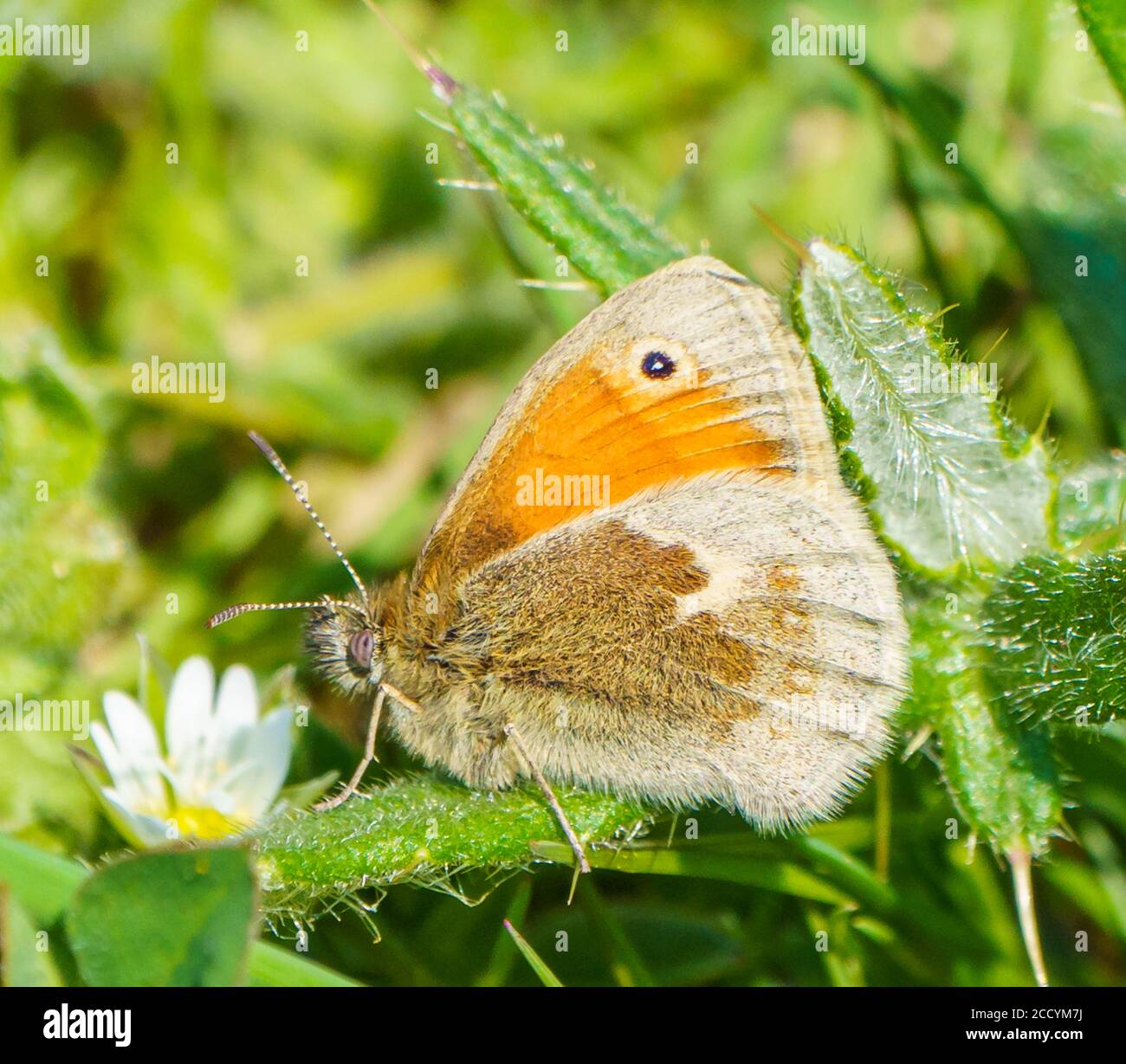 Small Heath butterfly Stock Photo