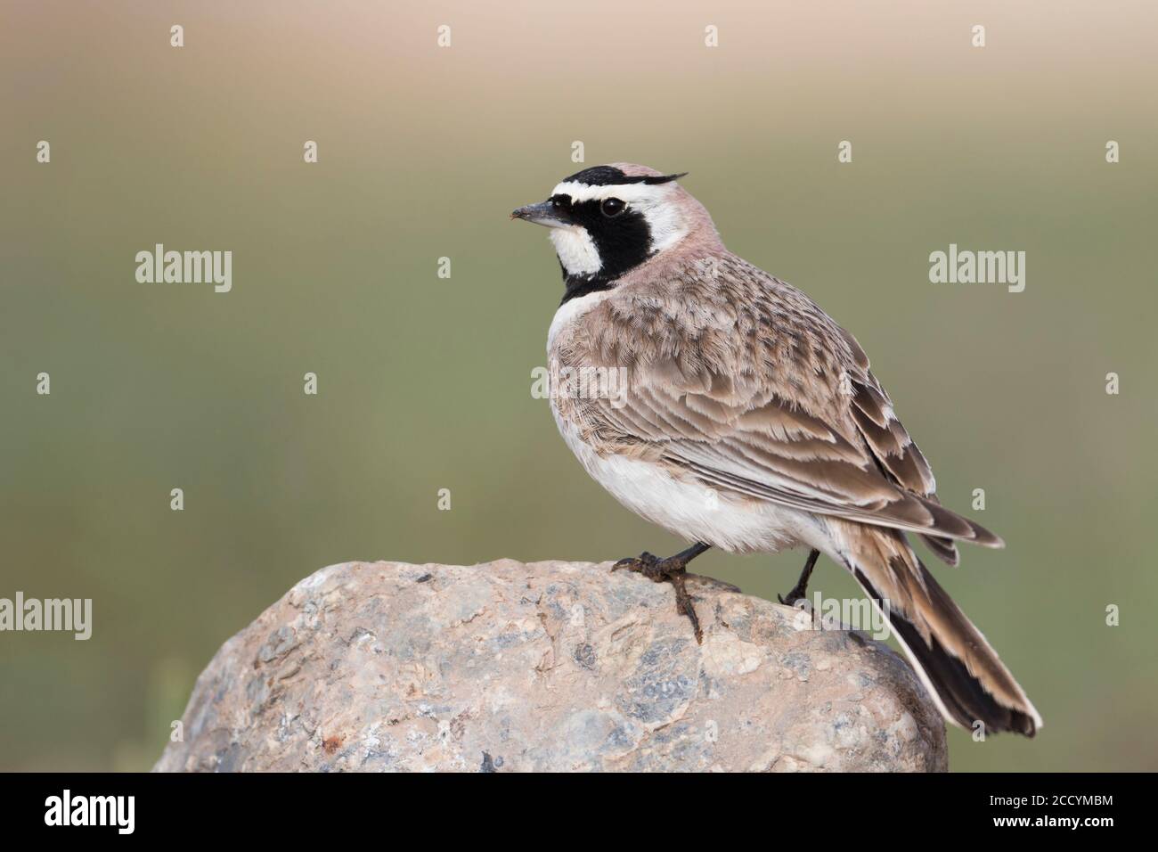 Adult Steppe Horned Lark (Eremophila alpestris brandtii) in breeding plumage, standing on the ground in steppes of Kyrgyzstan. On lookout looking over Stock Photo