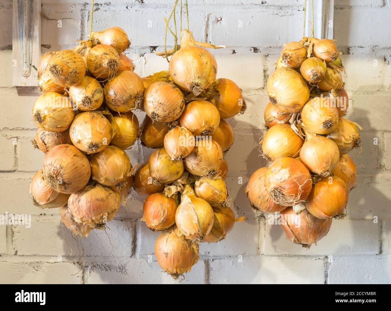 Strings of onions stored hanging within a garage Stock Photo