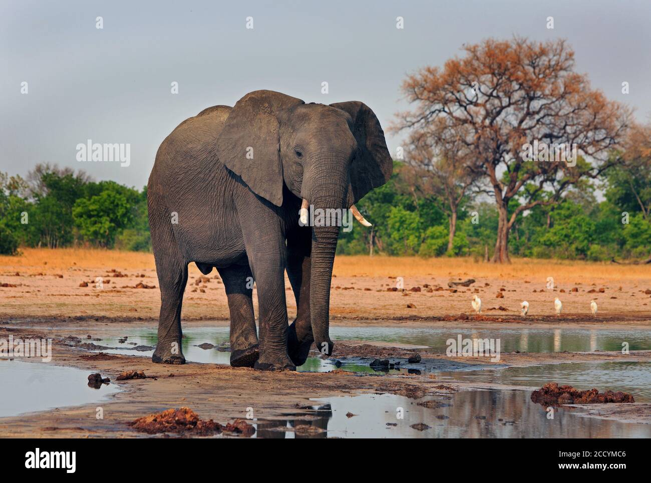 African Elephant standing at a waterhole with the african vegetation in the background. Makololo, Hwange National Park, Zimbabwe, Southern Africa Stock Photo