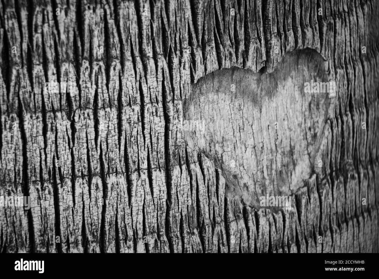 Grayscale shot of a heart shape carved on a bark Stock Photo