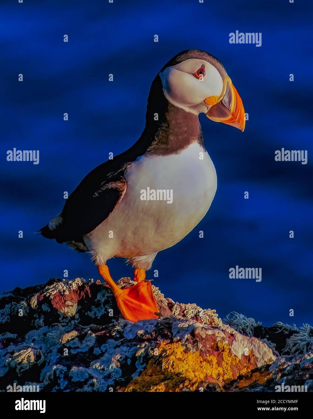 Atlantic puffin at sunset hi-res stock photography and images - Alamy