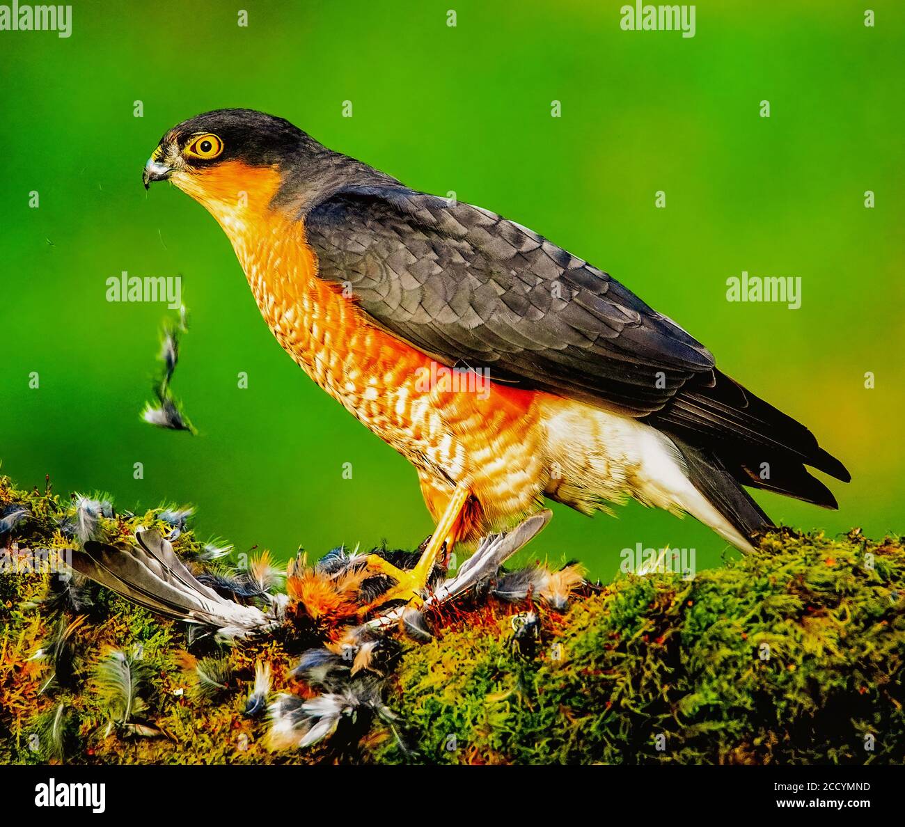 Female Sparrow Hawk feeding on Prey Stock Photo