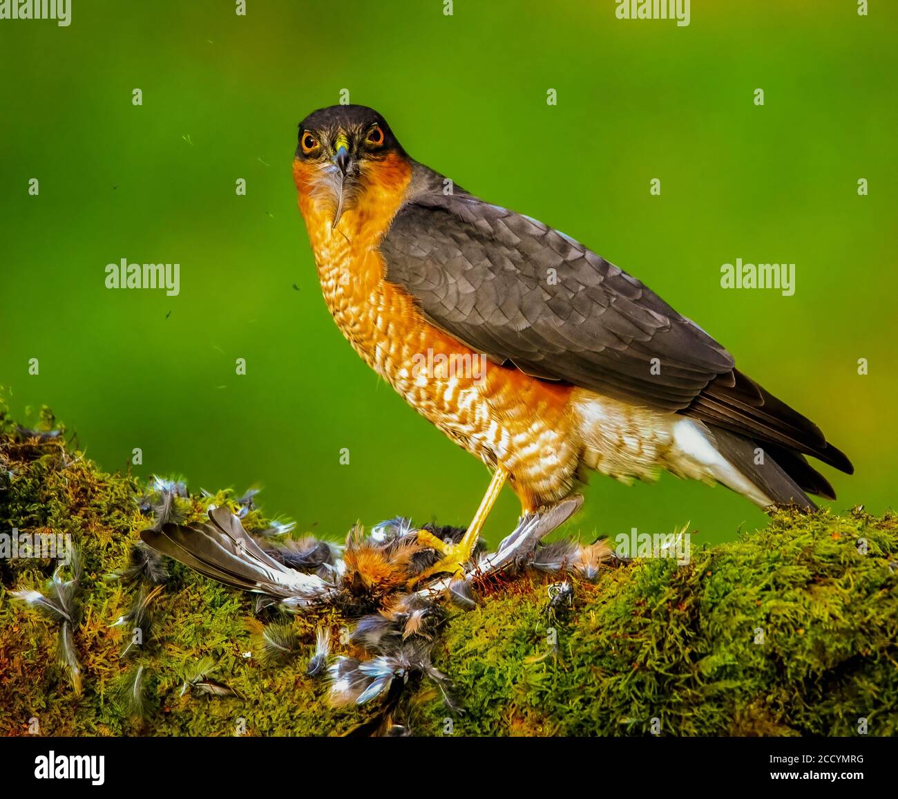 Female Sparrow Hawk feeding on Prey Stock Photo