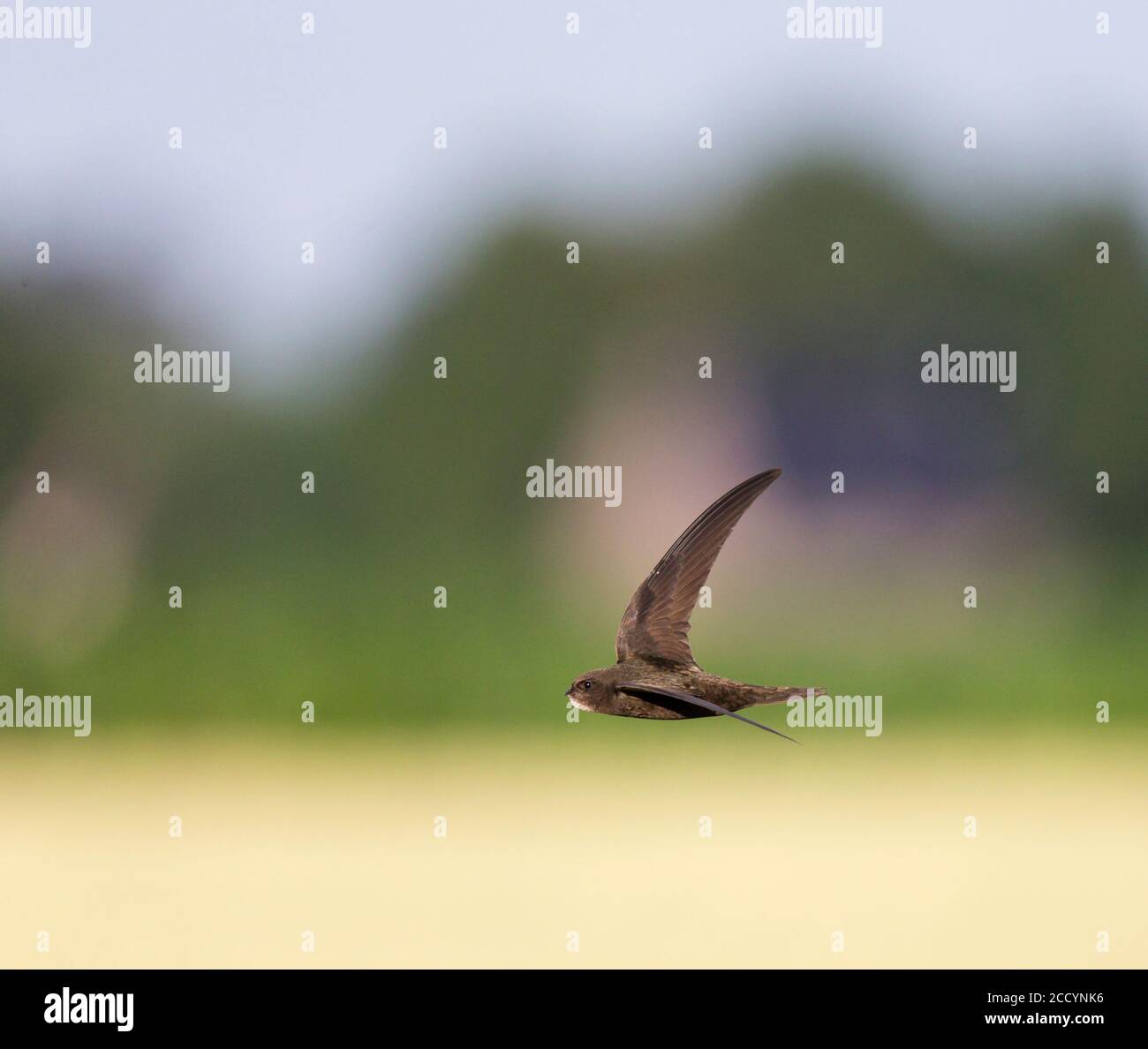 Common Swift (Apus apus) in flight over field in the Netherlands Stock ...