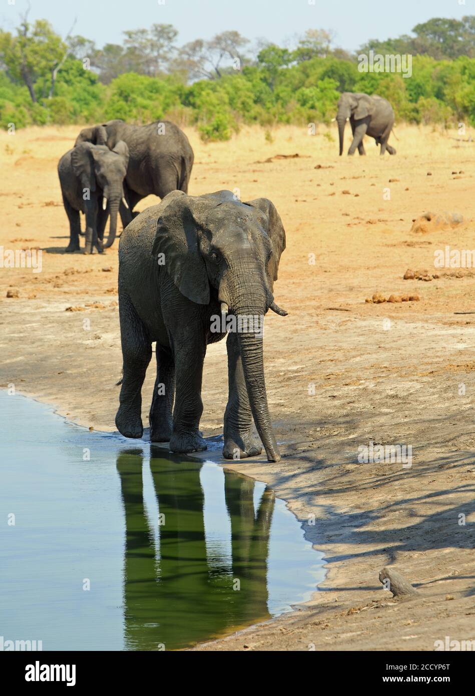 African Elephants at a waterhole with the elephant in the foreground having a lovely reflection.  There is a natural bush background - Hwange National Stock Photo
