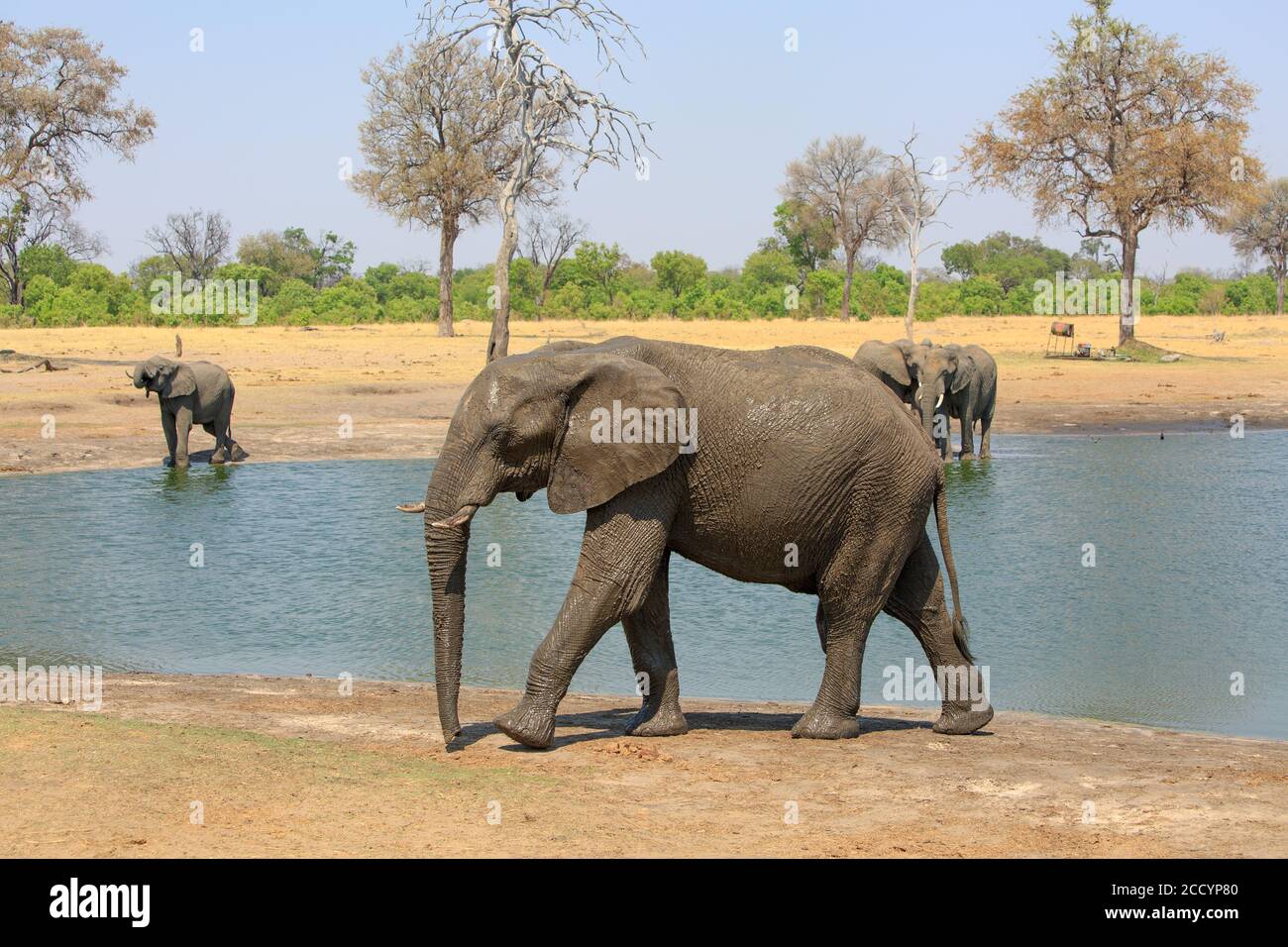 Elephant walking infront of a waterhole with other elephants drinking in the bcakground against a natural bushveld and plains background in Hwange Nat Stock Photo