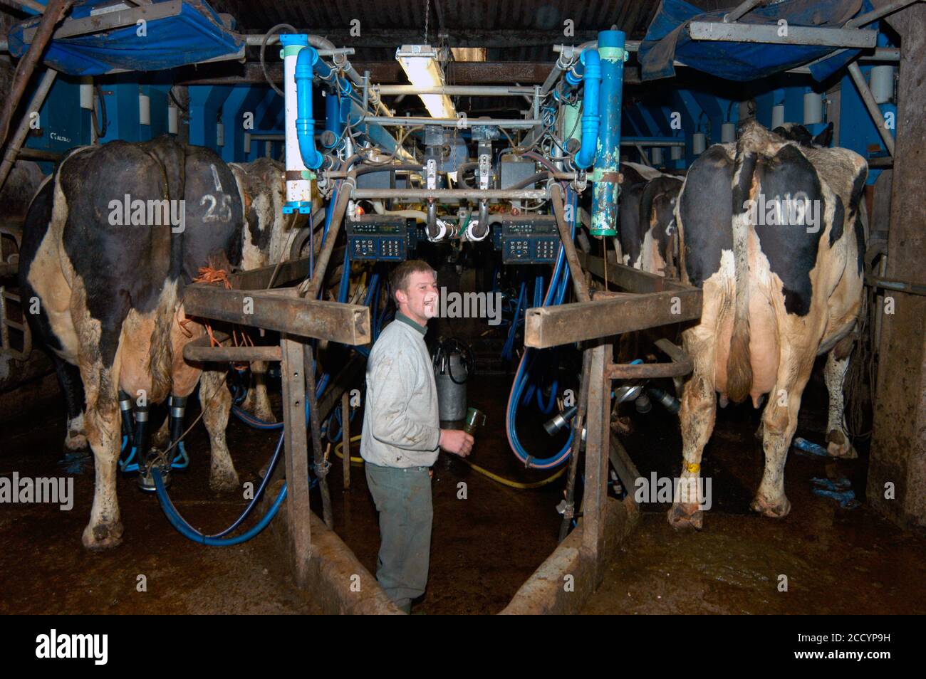 Dairy farmer milking cows using milking machine on farm Yorkshire UK