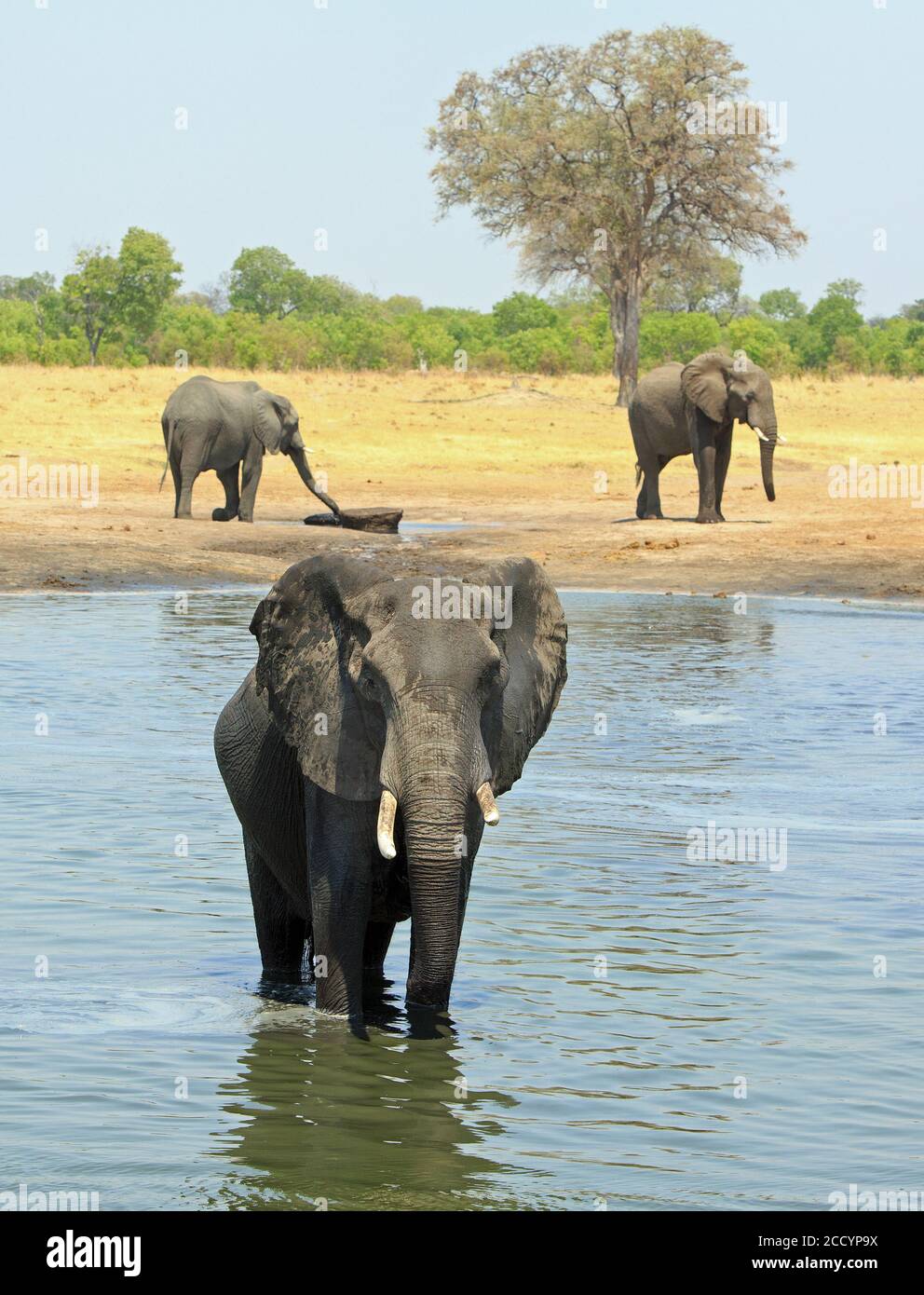African elephant stands in a waterhole looking at camera with two other elephants in the background. There is a natural bush background. Hwange Nation Stock Photo