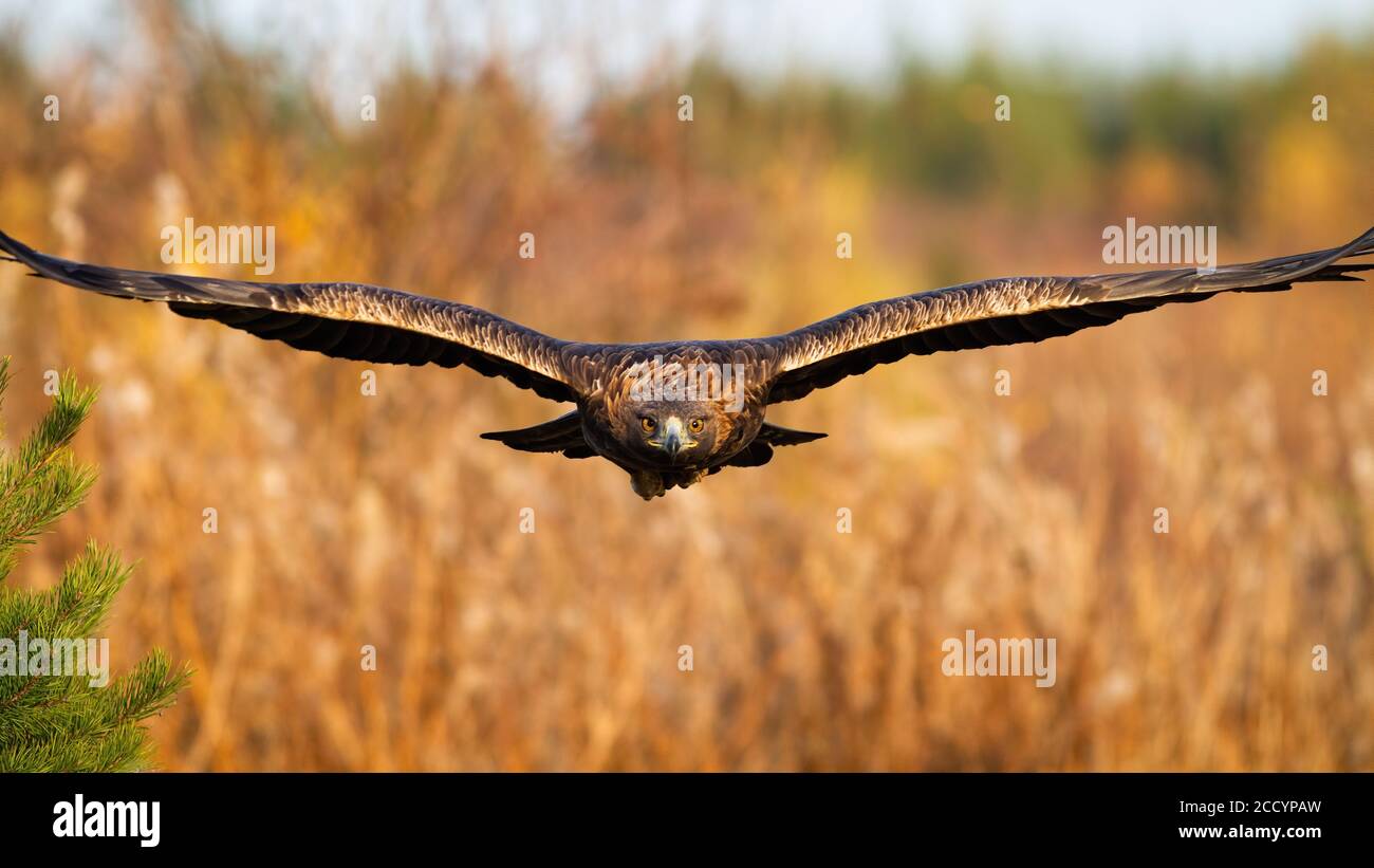 Soaring Golden Eagle