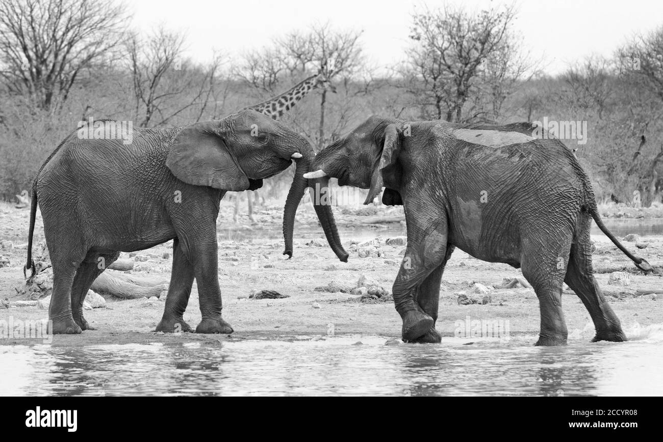 Two Elephants pushing and shoving each other next to a waterhole  with a giraffe in the background.  Monochrome - Hwange National Park, Zimbabwe Stock Photo