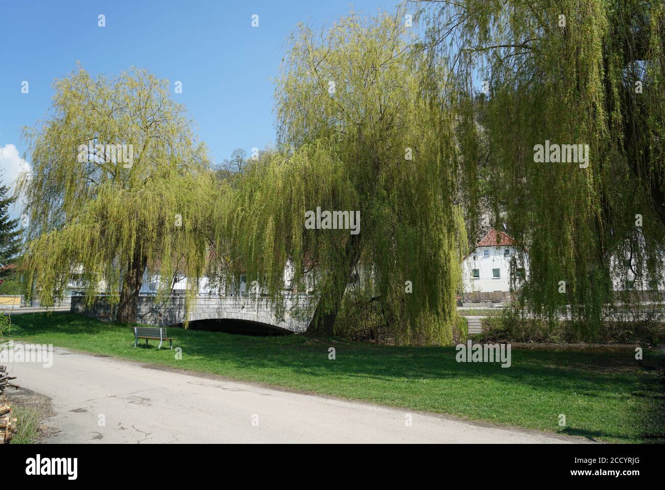 Beautiful shot of weeping willows in a park Stock Photo - Alamy
