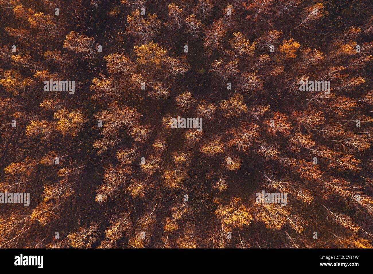 Cottonwood forest hi-res stock photography and images - Alamy