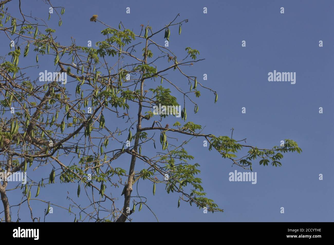 Low angle shot of green tree under blue night sky Stock Photo - Alamy