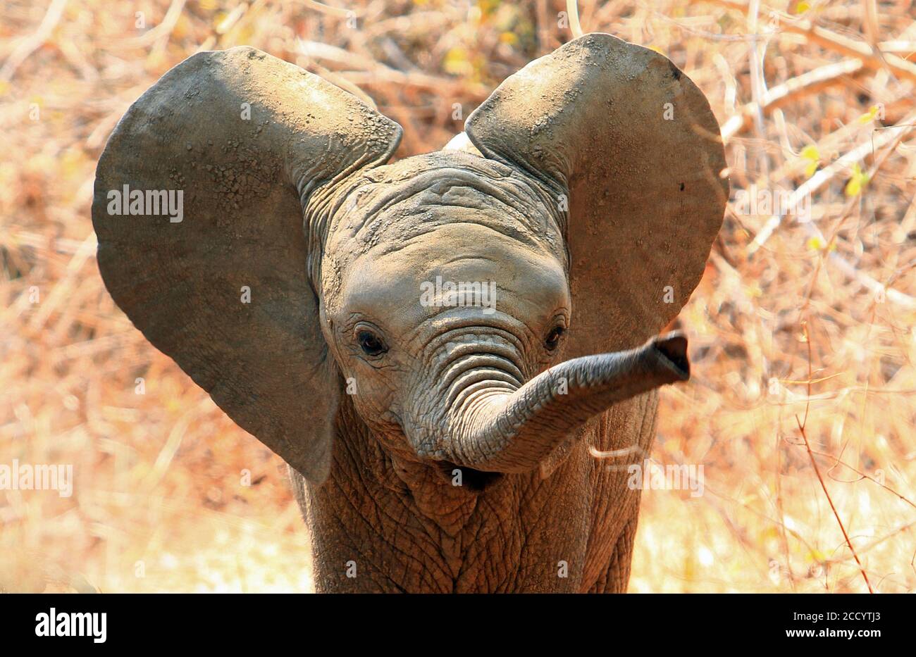 An adorable baby African Elephant with ears flapping and trunk extended