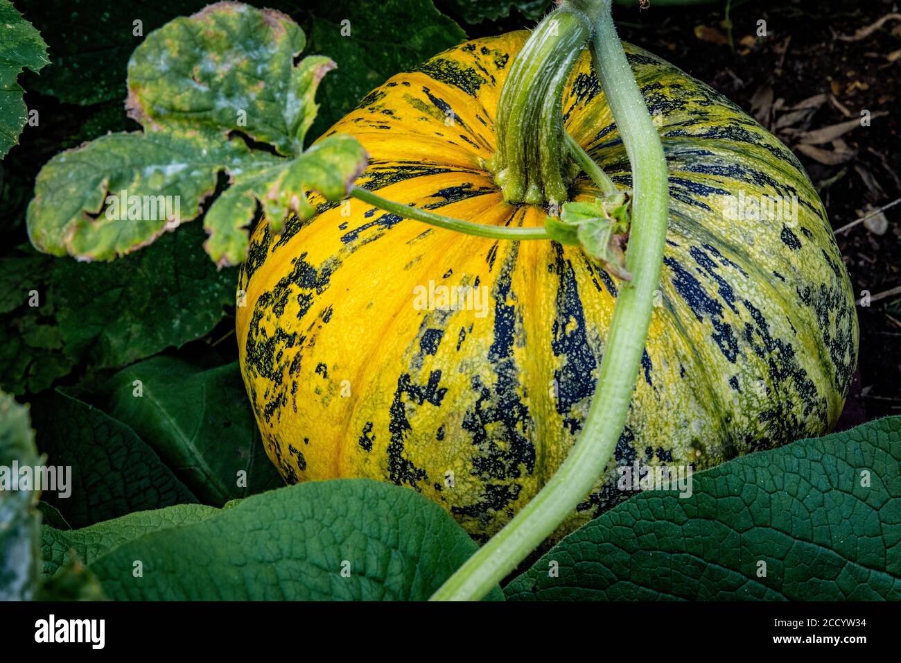 Organic Pumpkins: Green and yellow Styrian pumpkins growing in a UK garden. Styrian pumpkins are known for there healthy oil. Stock Photo