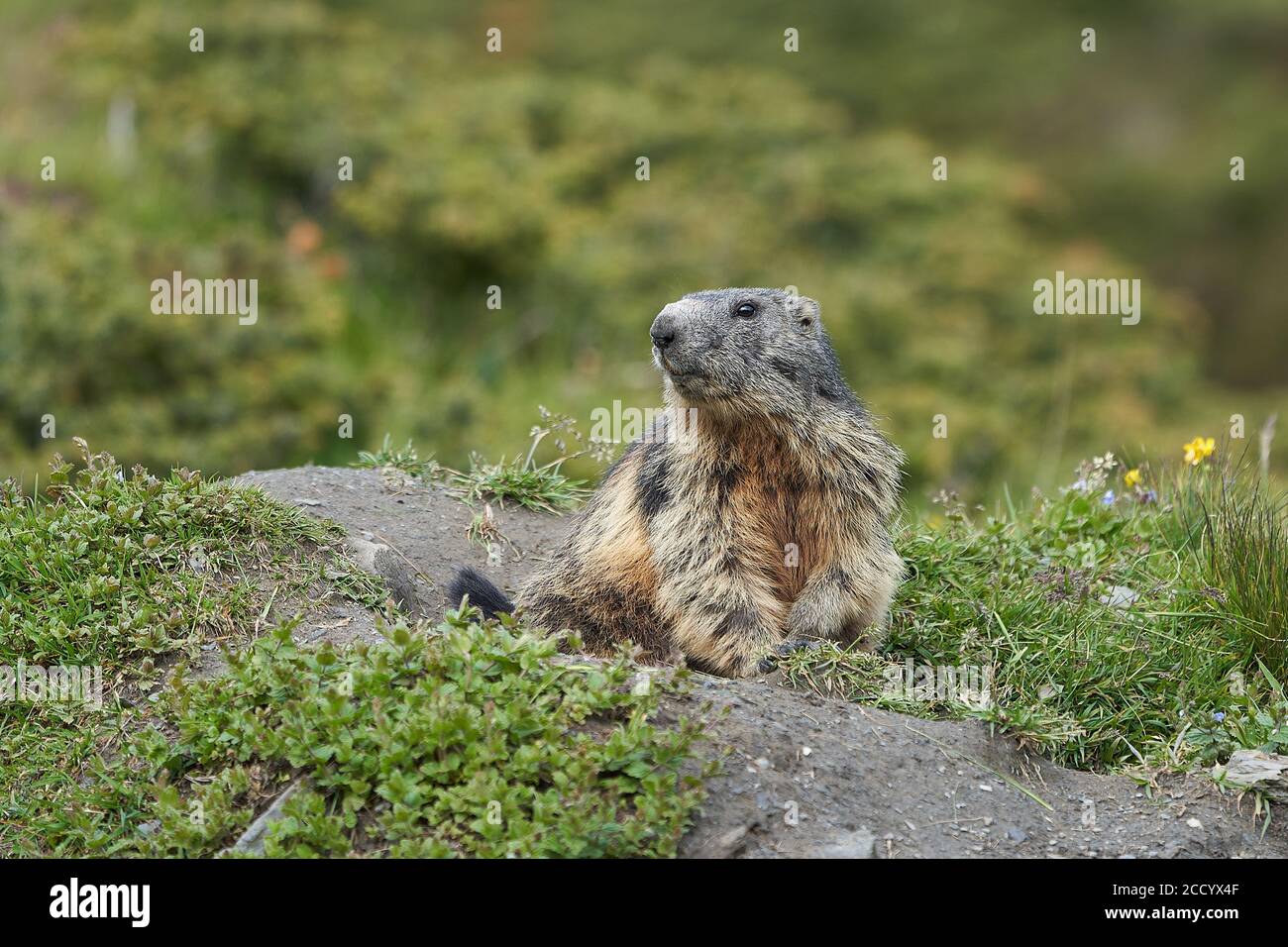 Alpine Marmot Marmota Marmota Switzerland Alps Mountains Stock Photo