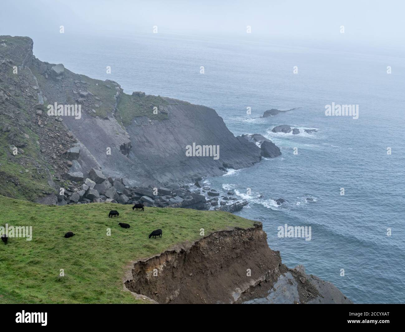 Hebridean Sheep Ovis aries graze on the rocky north Devon coast, UK. Stock Photo