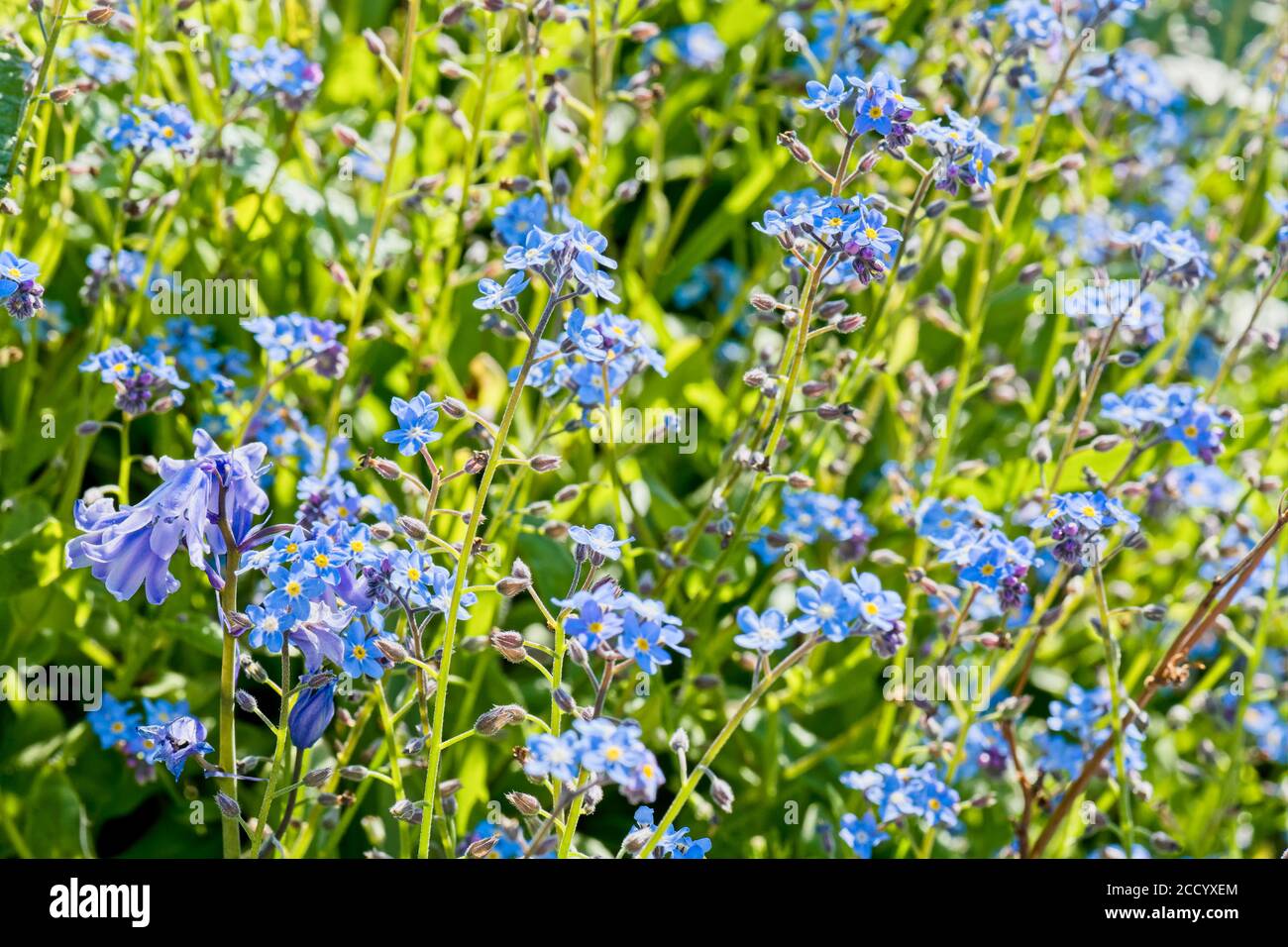 Spring wild flowers Forget Me Nots Stock Photo