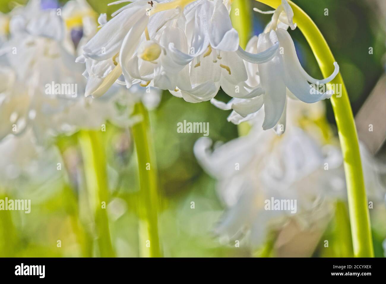 English bluebells in a cottage garden Stock Photo - Alamy