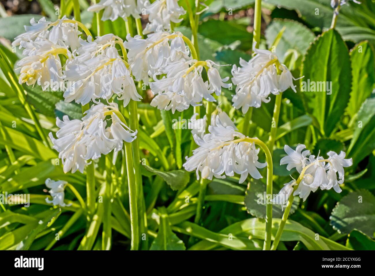 English bluebells in a cottage garden Stock Photo - Alamy