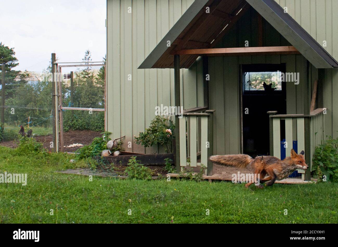 Red Fox, Vulpes vulpes running from hen house, Sweden Stock Photo Alamy