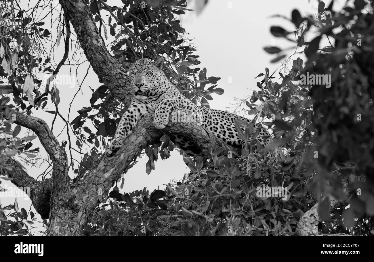 Black & white leopard lolling in a tree in south Luangwa national park ...