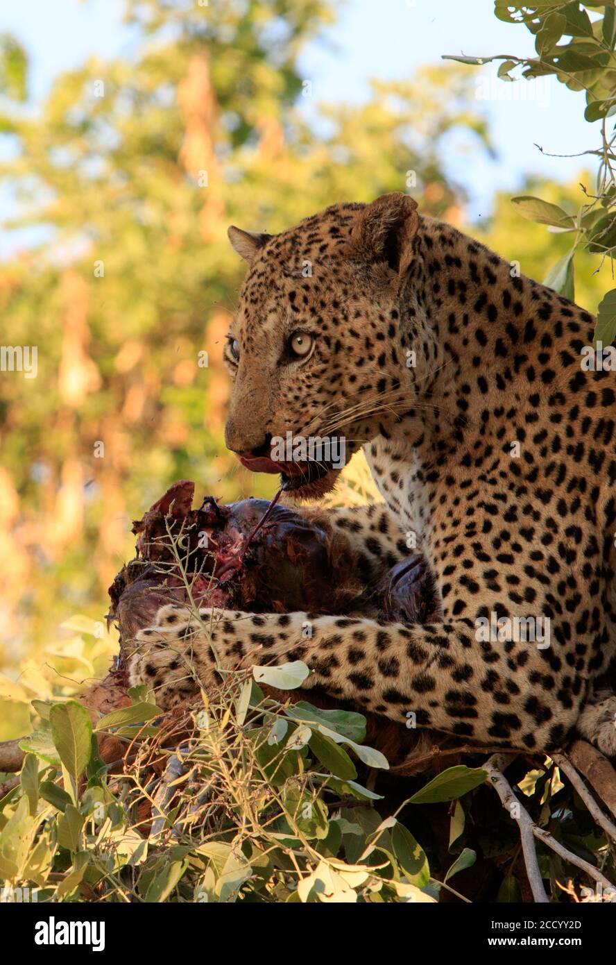 Portrait of a beautiful male African Leopard (Panthera Pardus) up a tree eating it's prey lit by natural sunlight.  South Luangwa National Park, Zambi Stock Photo