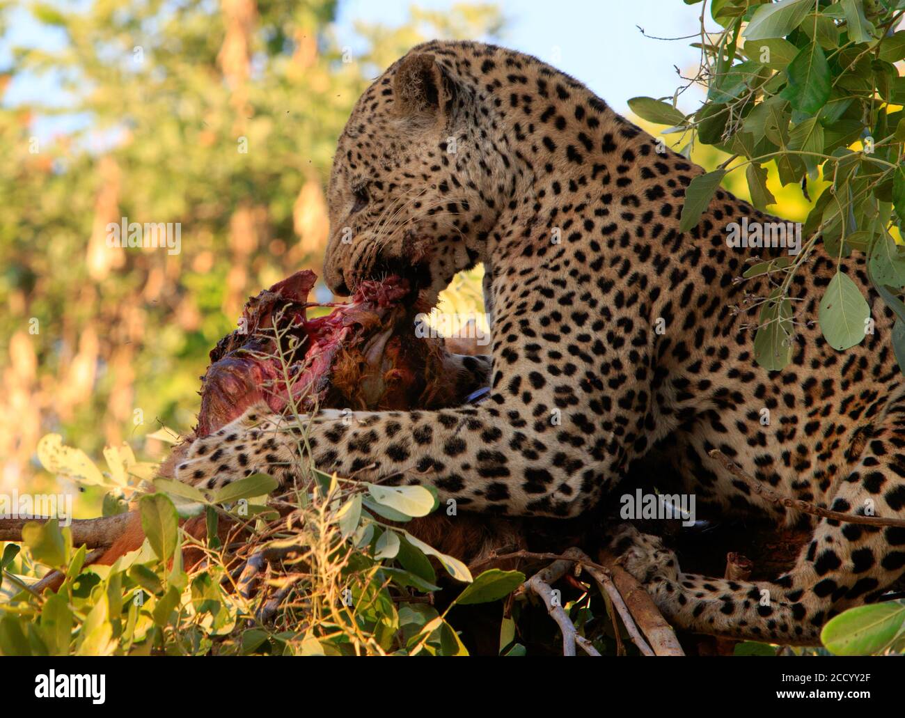 African Leopard (Panthera Pardus) up a tree with a clear view of him eating his kill in South Luangw national Park Stock Photo