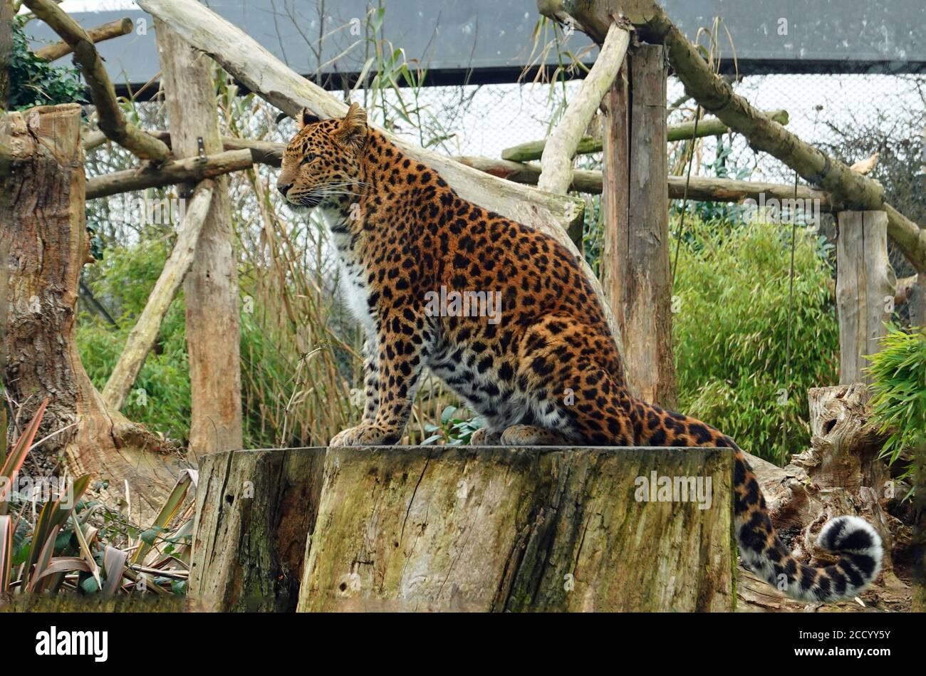 Side Profile view of a North Chinese Leopard sitting on a large round tree stump in captivity Stock Photo