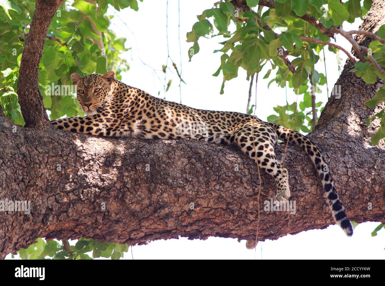 Full Framed African Leopard (Panthera pardus) resting in a tree looking ...