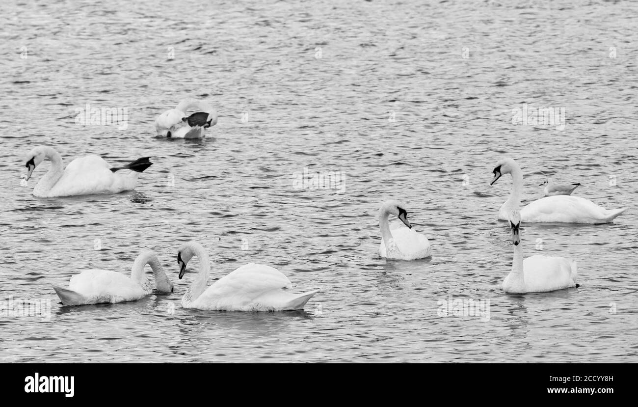 Mute Swans (Cygnus Olor) Stock Photo