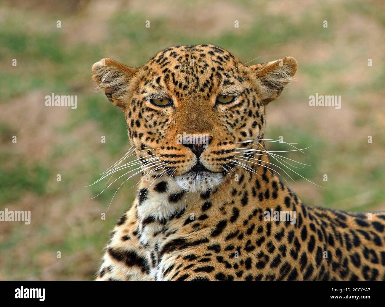Beautiful Female African Leopard (Panthera Pardus) staring directly into camera with a natural bokeh green plains background in South Luangwa National Stock Photo