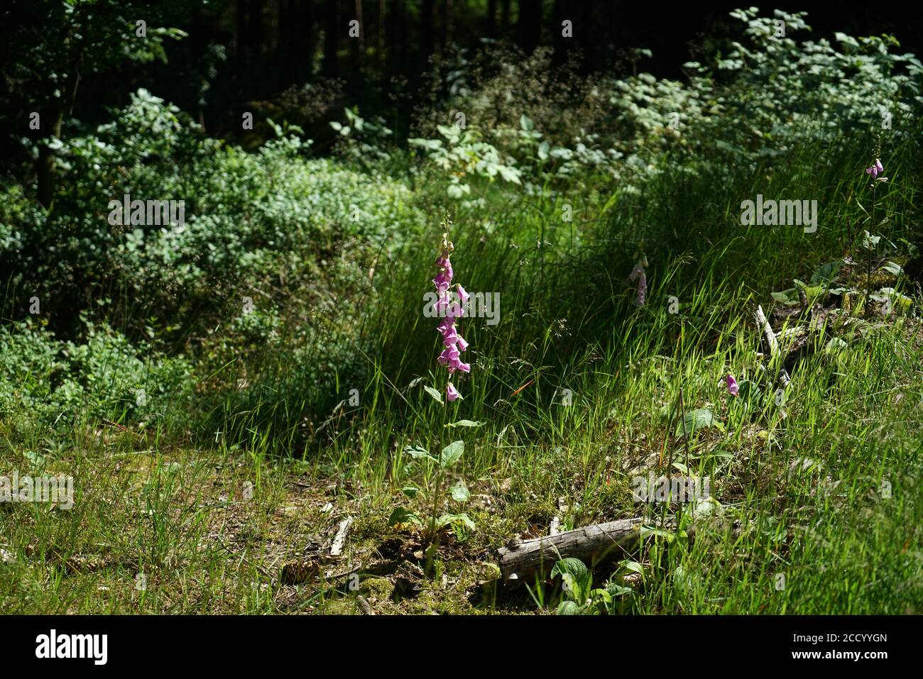 Wild plants green background hi-res stock photography and images - Alamy