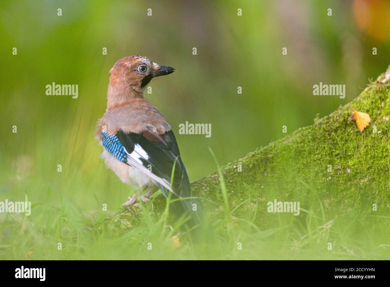 Jay in woodland, UK Stock Photo Alamy