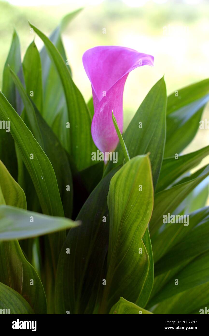 calla lily flower Stock Photo Alamy