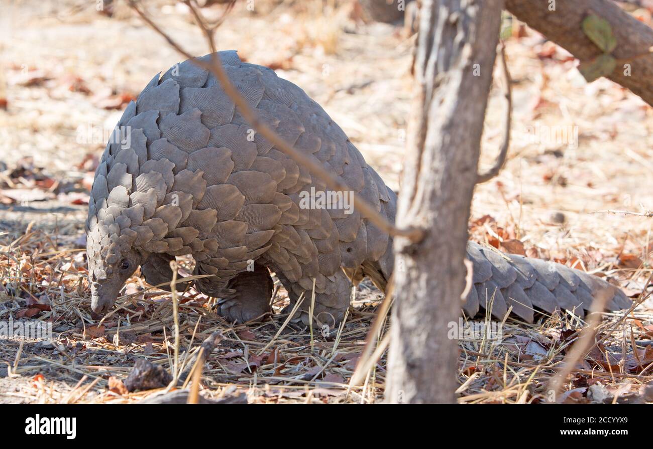 Critically endangered pangolin in the bush - with a nice view of face. Hwange National Park, Zimbabwe Stock Photo